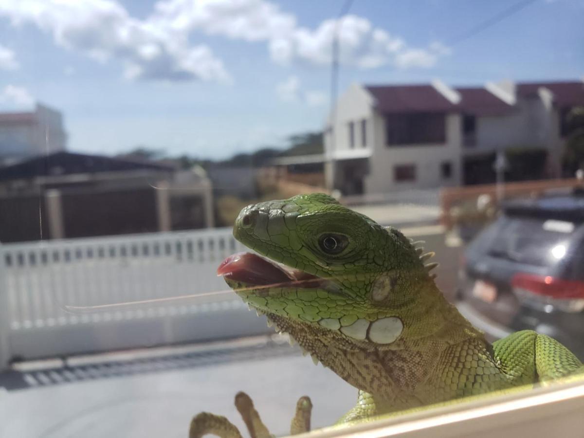 Hotel Rh Boutique Aruba オラニエスタッド エクステリア 写真